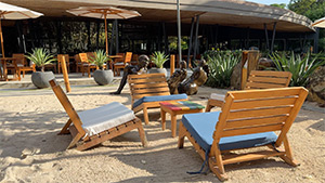 El Mangroove: Image 4