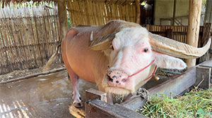 Four Seasons Chiang Mai: Image 3