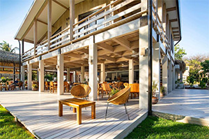 Gilded Iguana: Image 8