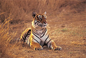 Oberoi Vanyavilas Wildlife Resort: Image 8