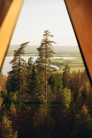 Pan Treetop: Image 3