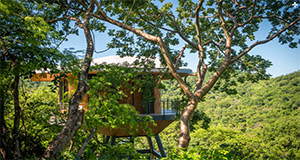 Suitree Experience: Image 3