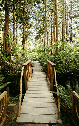 Treehouse Point: Image 2