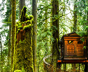 Treehouse Point: Image 8